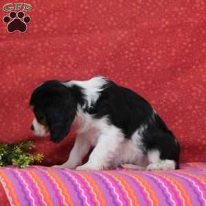 Raspberry, Cavalier King Charles Spaniel Puppy